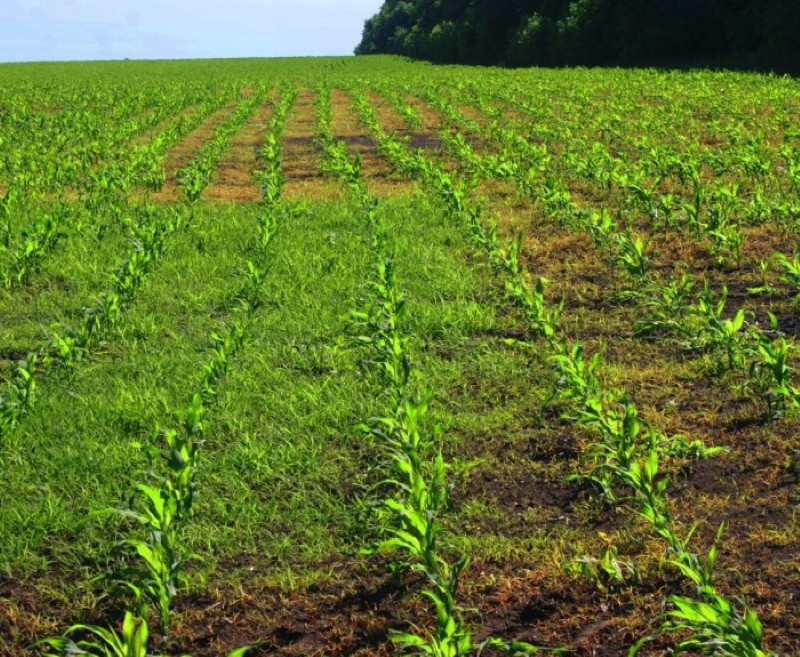 mode d'emploi des herbicides grims