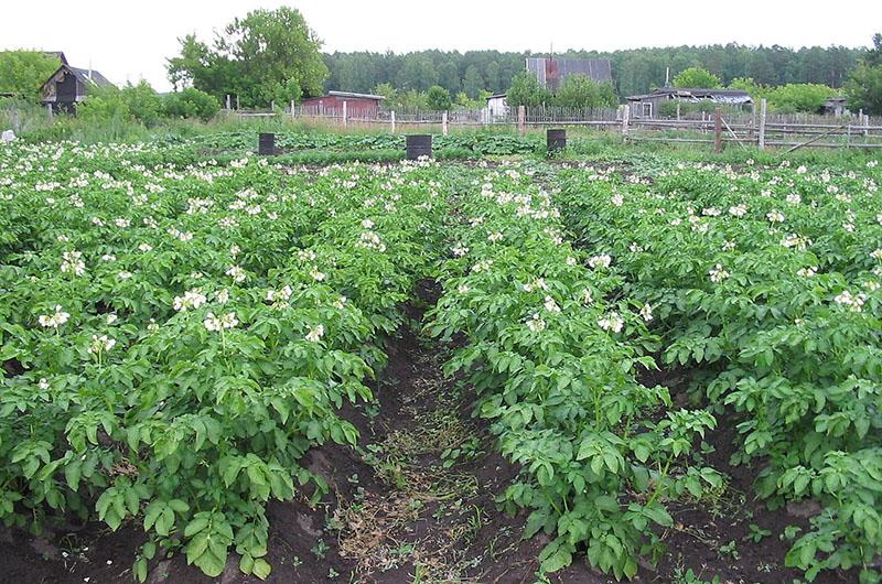 campo de patatas antes del tratamiento de lapislázuli