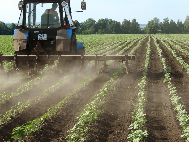 transformation du tournesol par la légion