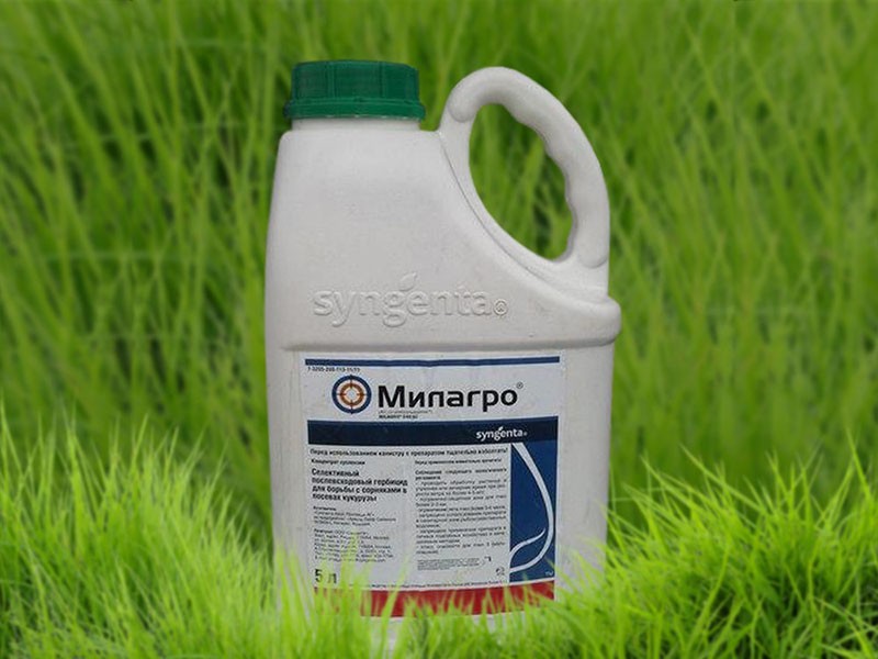 herbicida de postemergencia Milagro