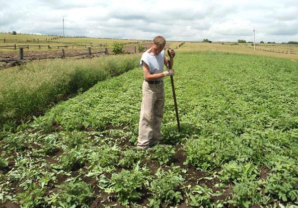 Désherber les pommes de terre à la main