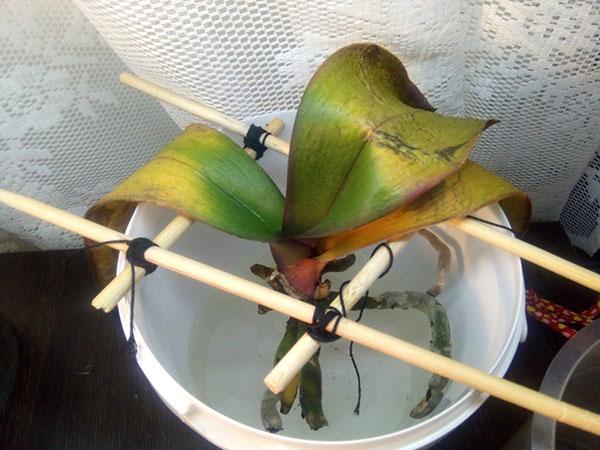 heteroauxina para orquídeas