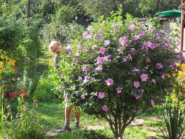 Cultivo de hibisco en Rusia central