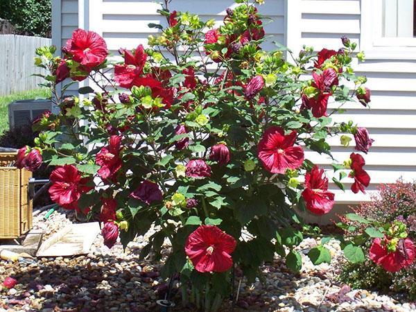 L'hibiscus fleurit fin août