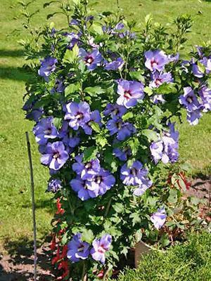 Ardens de hibisco sirio