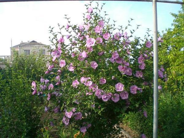 Abundante floración de hibiscos en el jardín.