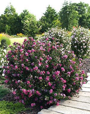 Hibiscus syrien sur un terrain personnel