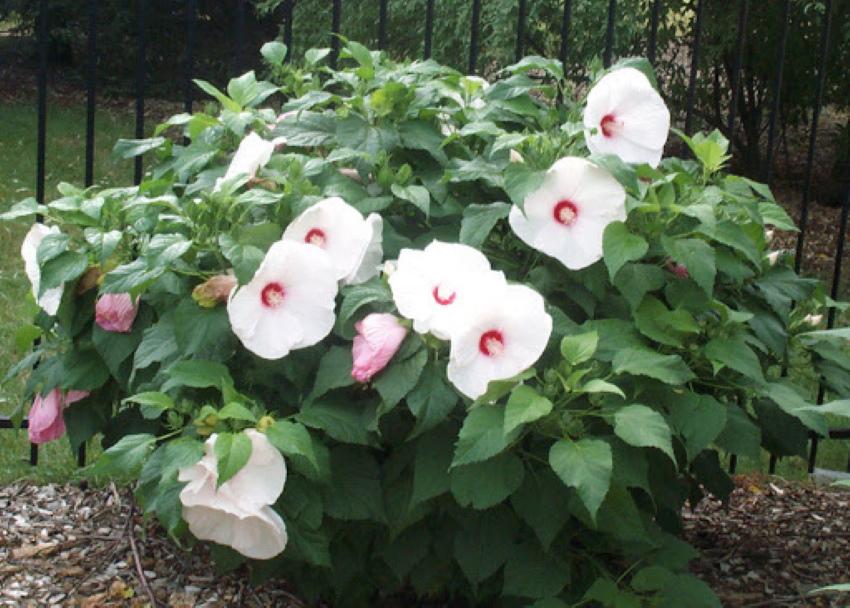 sitio de plantación de hibisco