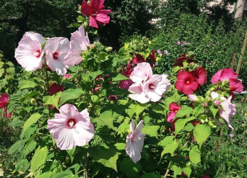 cuidado del hibisco