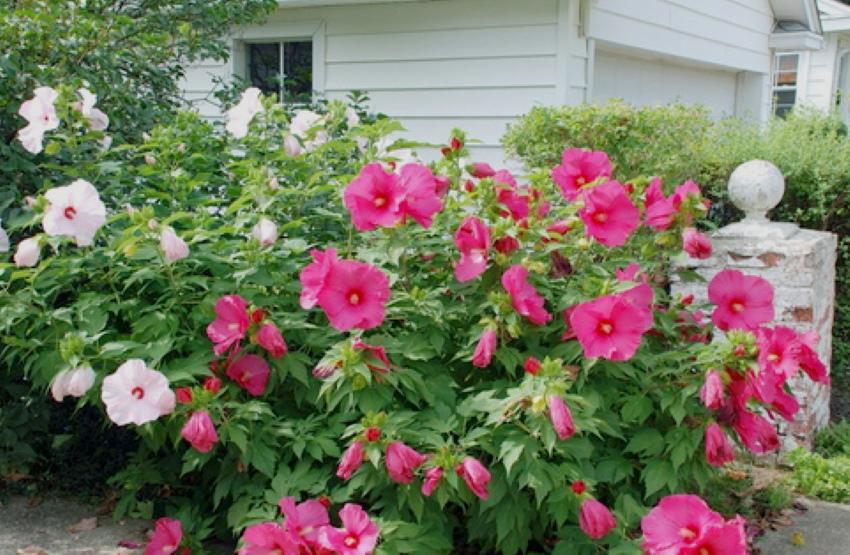 Foto de plantación y cuidado de herbáceas de hibisco