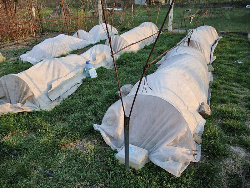 cépage à la mémoire du chirurgien prêt pour l'hiver