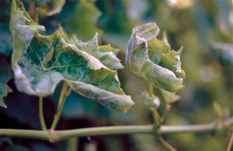 dommages aux feuilles de vigne