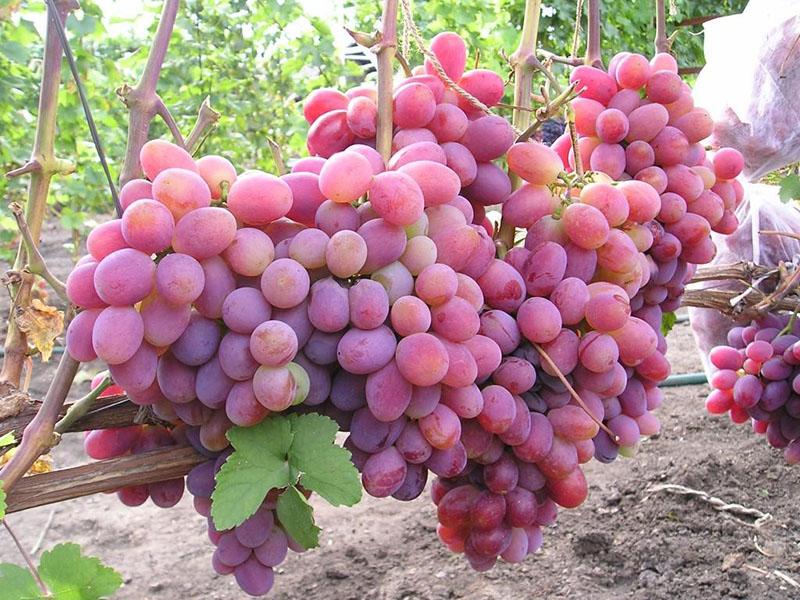raisin rose hybride à la mémoire du chirurgien