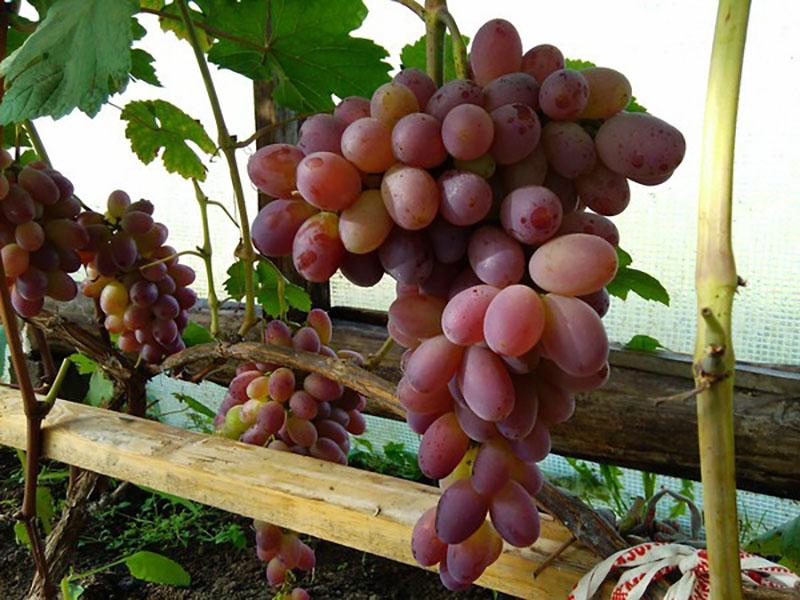 madura las uvas