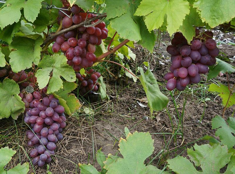 soins du raisin