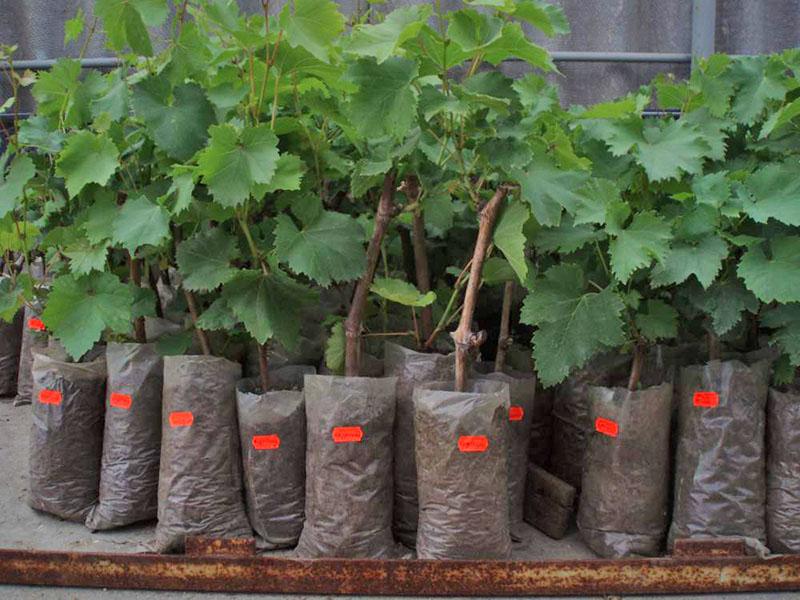 sélection de plants de raisin de qualité