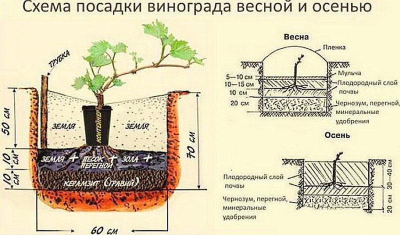 reglas para plantar plántulas de uva