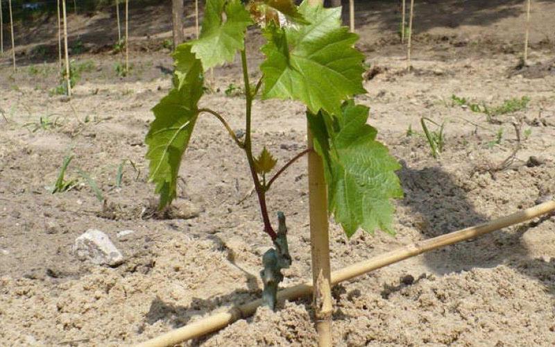 cuidando una plántula de uva joven