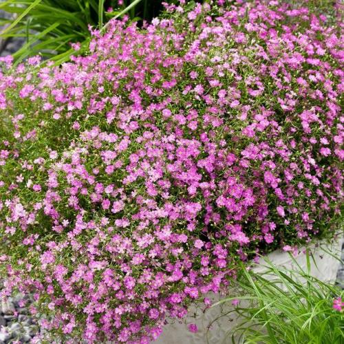 arbusto de gypsophila