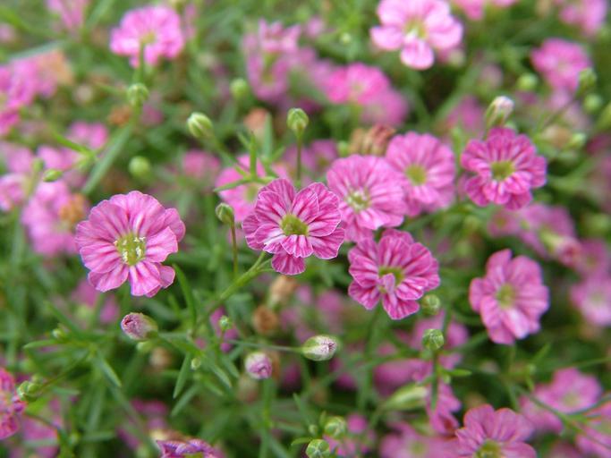 fleurs de gypsophile