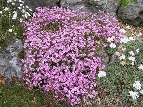 gypsophile dans le jardin