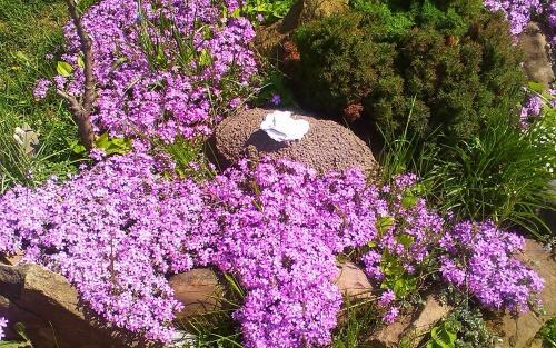 gypsophila rosa arrastrándose