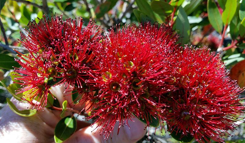 Metrosideros australiens