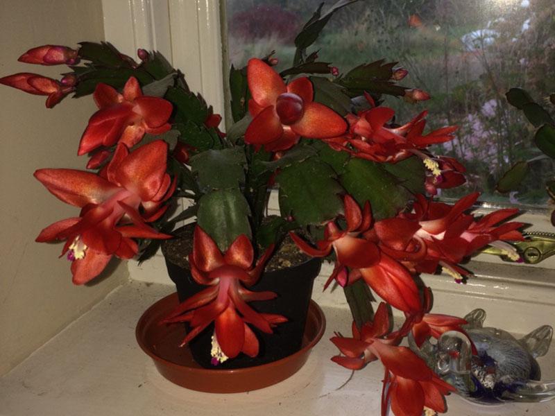 Schlumbergera brasileña