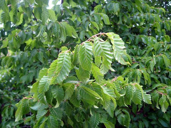 branches et feuilles