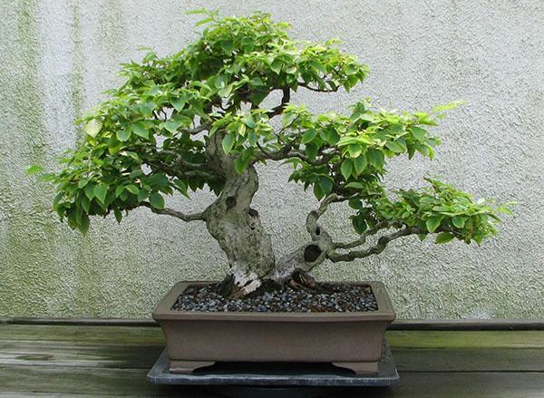 bonsai de árbol de carpe