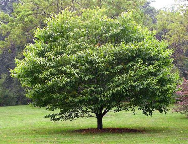 árbol de carpe