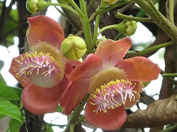 sándalo en flor