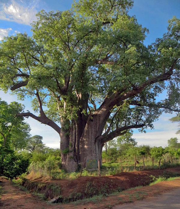 bois de santal