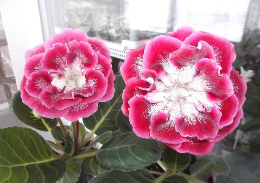 description de la variété du chaperon rouge gloxinia