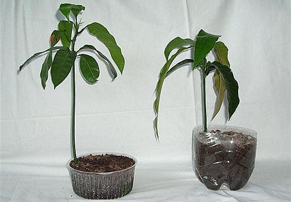 jeunes plants de graines de mangue