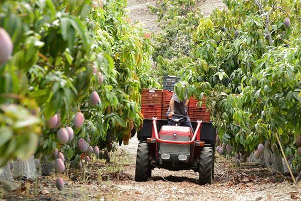 plantation de mangues