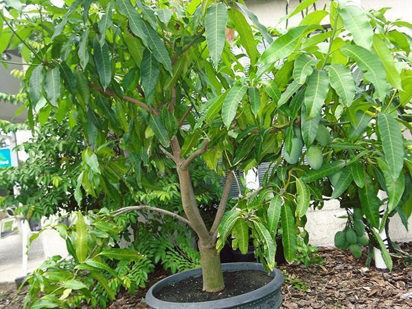 mangue en fruits