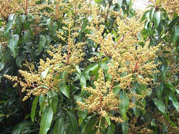 inflorescence de mangue