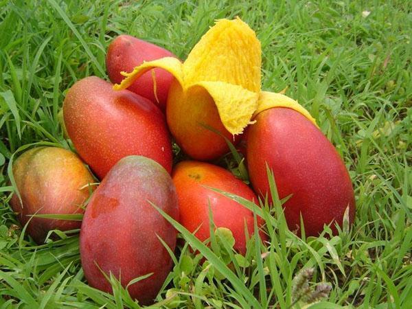 cueillir des mangues