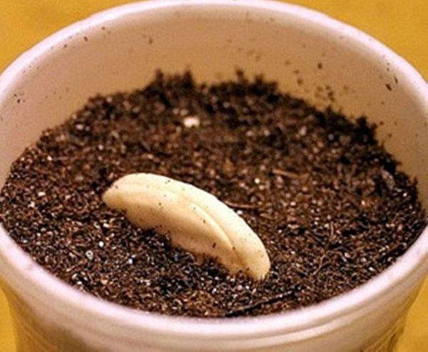 mettre la graine dans un pot de terre