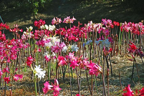 Différentes couleurs d'amaryllis