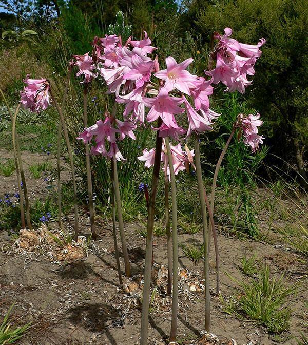 Amarilis floreciente