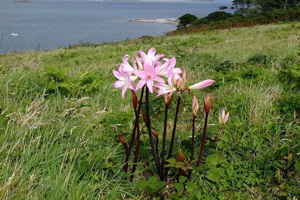 Amaryllis belladonna en estado salvaje