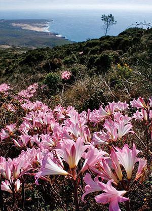 Amaryllis paradisicola