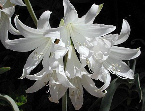 Amaryllis blanche