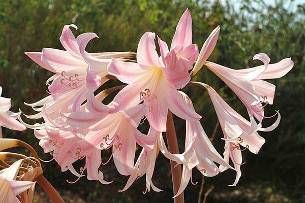 Amaryllis belladone en fleurs