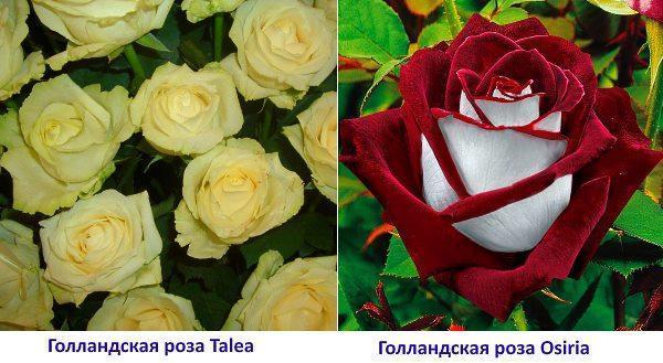 Photo rose hollandaise Osiria et Talea