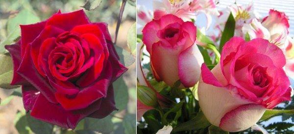 rosas