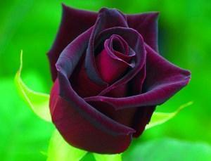 Rose du Gollan Baccara noir