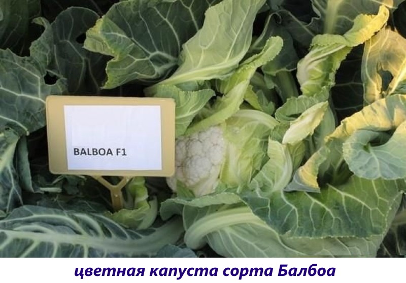 chou balboa
